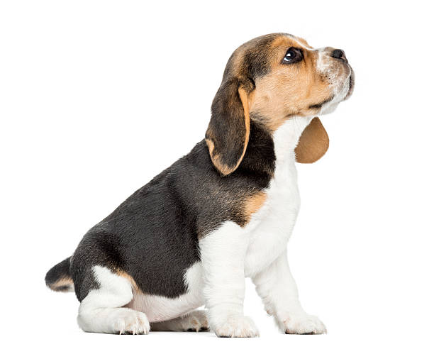 istock Side view of a Beagle puppy sitting, looking up, isolated 187784971