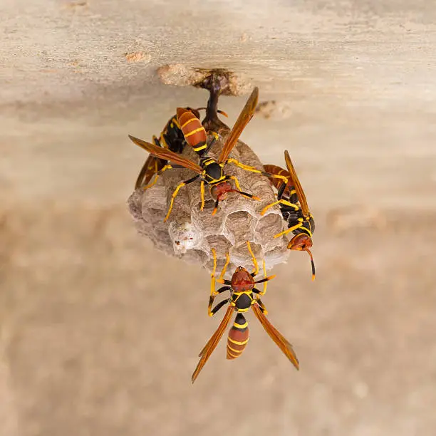 Jack Spaniard wasps on a small nest, Caribbean