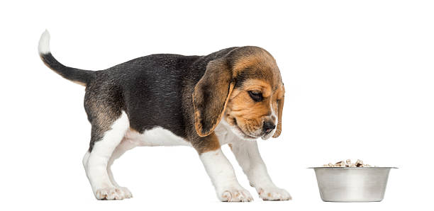 istock Beagle puppy looking at his bowl with disgust 187785011