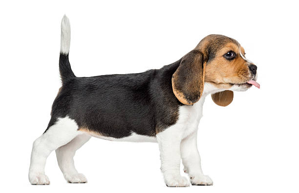 istock Beagle puppy standing, sticking the tongue out 187786730