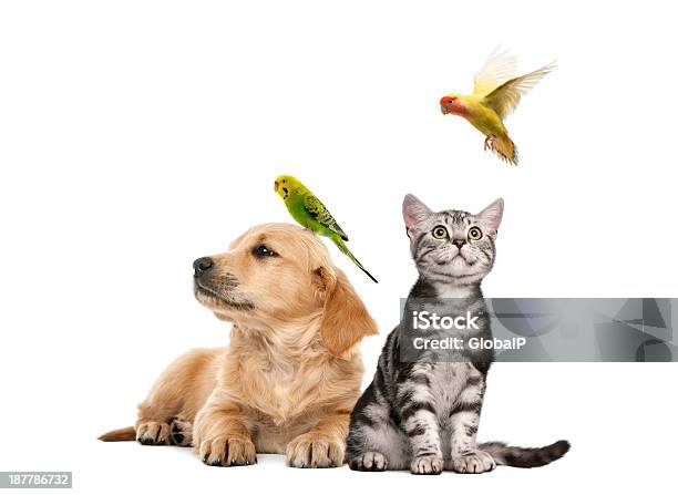 Golden Retriever Cachorro Descansar Con Una Familia De Los Periquitos Ubicados Foto de stock y más banco de imágenes de Mascota