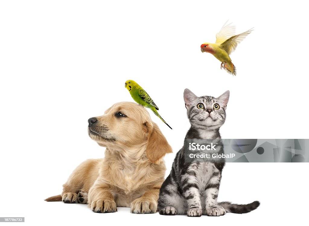 Chiot Golden retriever allongé avec Perruche perché - Photo de Animaux de compagnie libre de droits