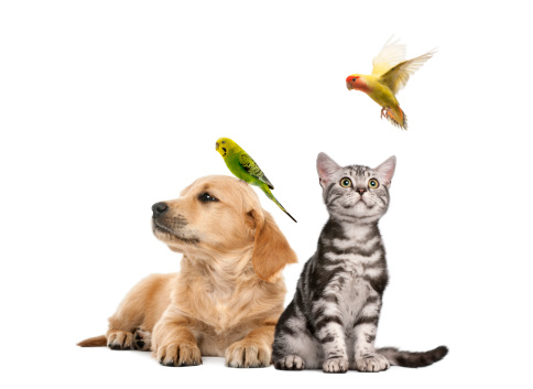Golden retriever puppy (7 weeks old) lying with a Parakeet perched on its head next to British Shorthair kitten sitting with a parekeet fkying, isolated on white