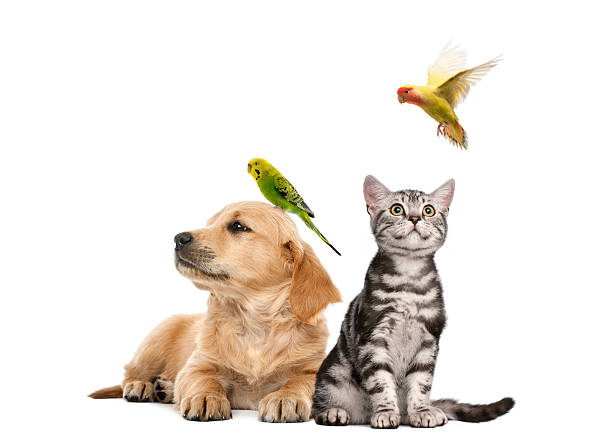 Golden retriever puppy lying with a Parakeet perched Golden retriever puppy (7 weeks old) lying with a Parakeet perched on its head next to British Shorthair kitten sitting with a parekeet fkying, isolated on white parakeet photos stock pictures, royalty-free photos & images