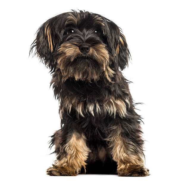 istock Yorkshire terrier puppy, sitting, facing, isolated on white 187787601