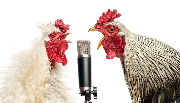 Photo of Two roosters singing at a microphone, isolated on white