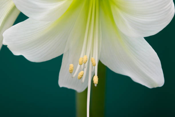 istock Amaryllis. White amaryllis flower close-up 1877888148