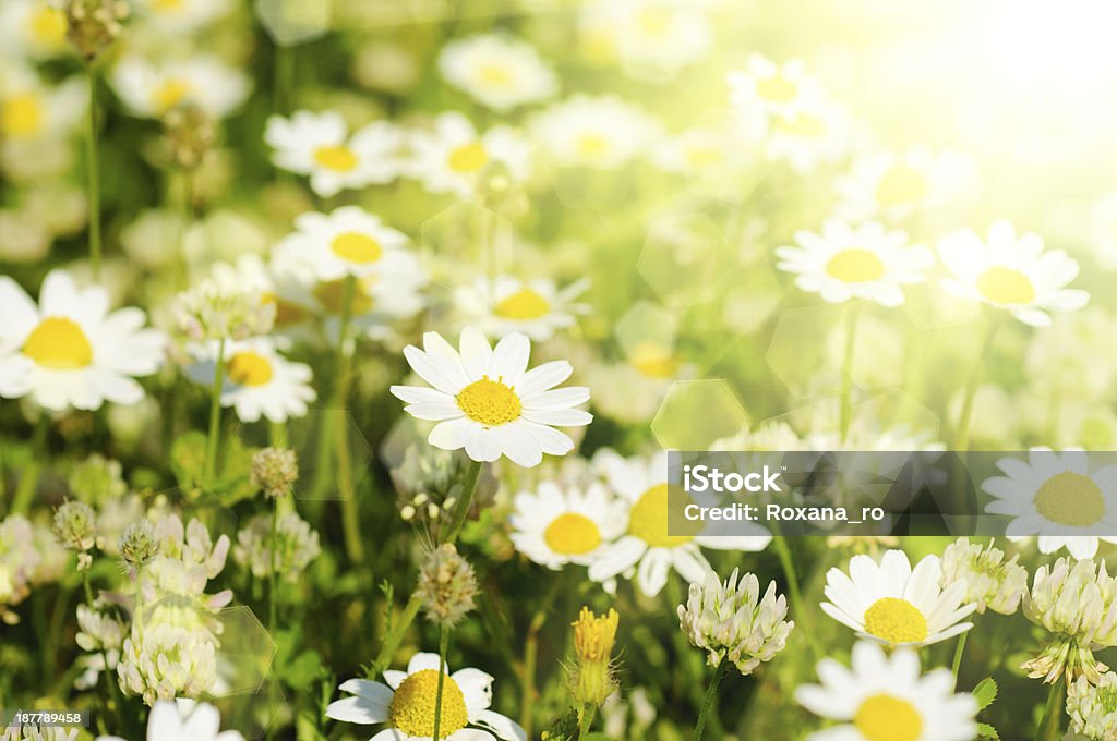 野生のカモミールの花 - まぶしいのロイヤリティフリーストックフォト