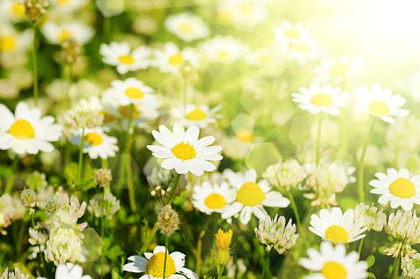 istock Wild camomile flowers 187789458