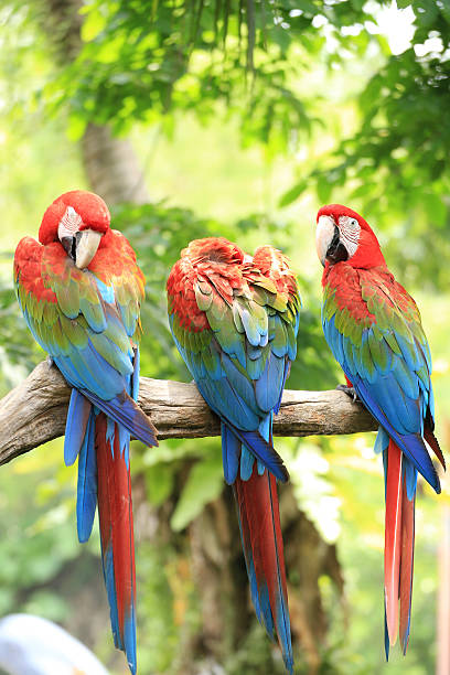 istock Portrait of a Scarlet Macaw 187790518