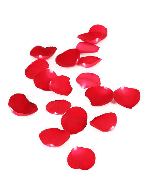 istock Close up of red rose petals. 187790527