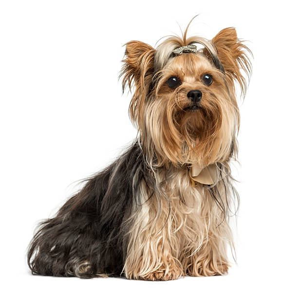 istock Yorkshire Terrier sitting wearing bows, isolated 187790572