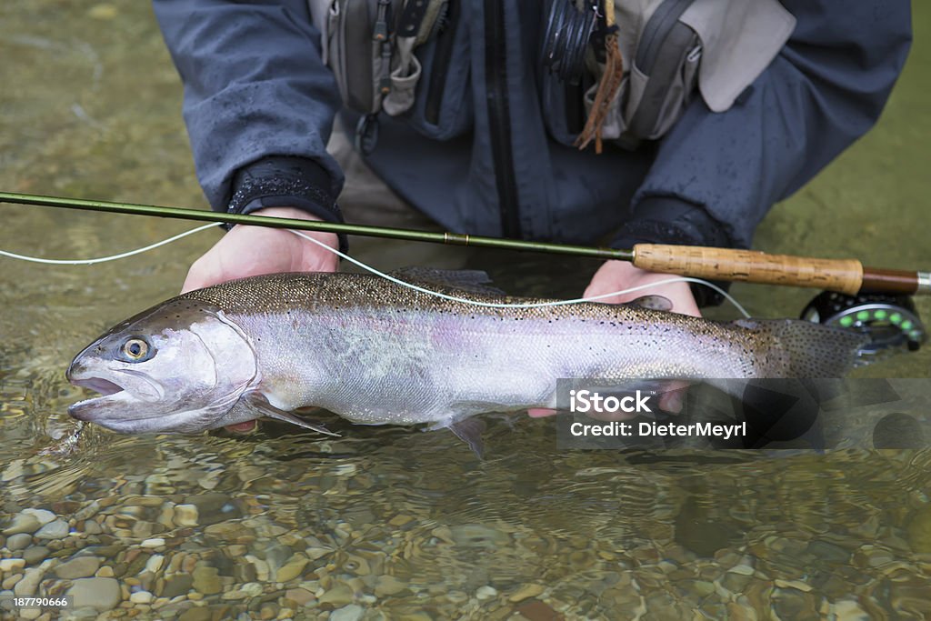 Trota azione ampia con 8 kg - Foto stock royalty-free di Alaska - Stato USA