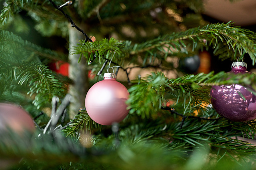 Christmas Tree, Happy New Year, sinterklaas