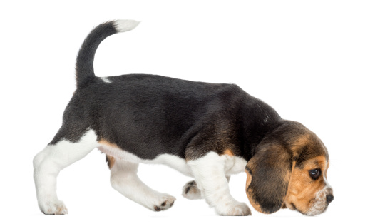 Side view of a Beagle puppy walking, sniffing the floor, isolated on white