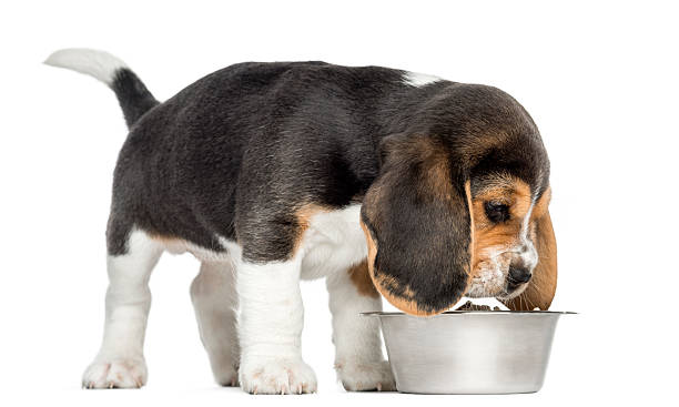 seitenansicht des beagle welpen sniffing speisen in einer schüssel - dog eating puppy food stock-fotos und bilder