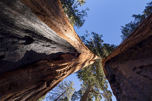 Known for its giant sequoia trees including famous General Sherman tree, Califonia USA