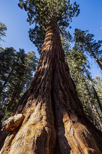 Known for its giant sequoia trees including famous General Sherman tree, Califonia USA