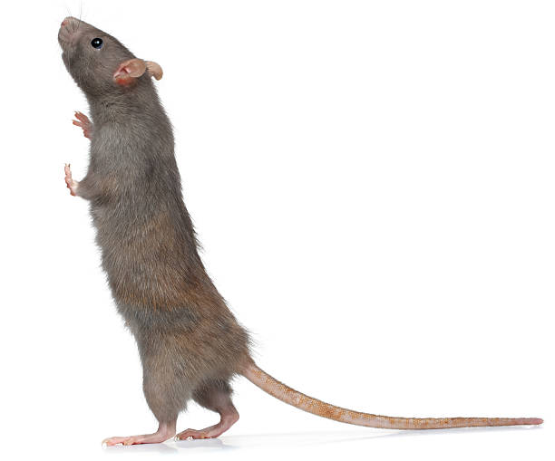 rat rat rat stock pictures, royalty-free photos & images
