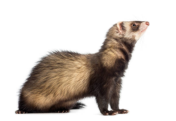 istock Ferret sitting and looking up, isolated on white 187793188