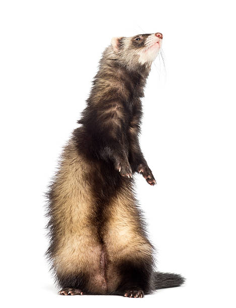 istock Ferret standing on hind legs and looking up, isolated 187793189
