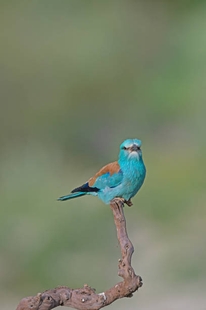 istock European Roller (Coracias garrulus) standing on a branch. 1877945290