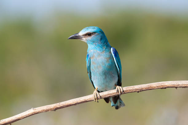 istock European Roller (Coracias garrulus) standing on a branch. 1877947342