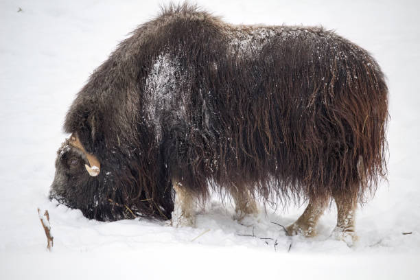 istock Muskox staying on white snow Cold Winter 1877949404