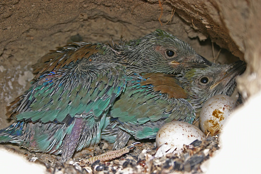 European Roller, Coracias garrulus eggs and chicks in the nest.