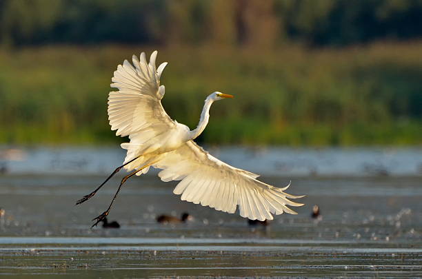 istock little egret (egretta garzetta) in natural habitat 187795054
