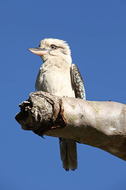 istock Kookaburra sits on the old gum tree 187796385