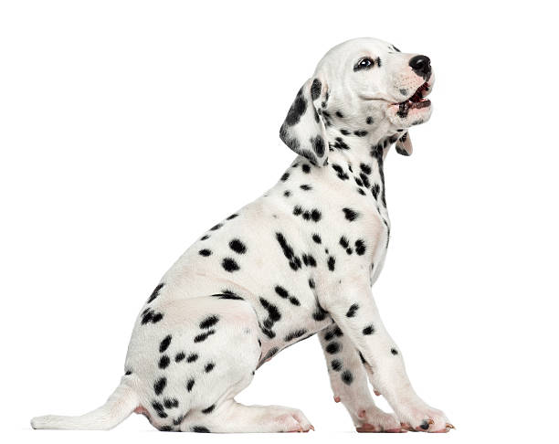 istock Side view of a Dalmatian puppy barking, sitting, isolated 187796404