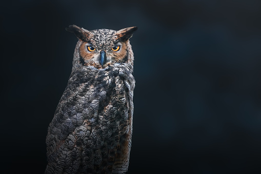South American Great Horned Owl (Bubo virginianus nacurutu) - Nocturnal Bird