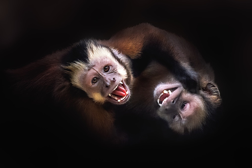 Black Capuchin Monkeys fighting (Sapajus nigritus)