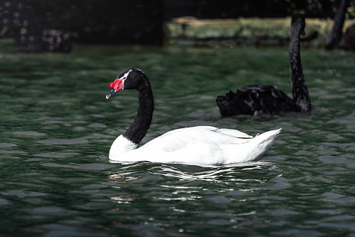 Black-necked Swan on water (Cygnus melancoryphus)