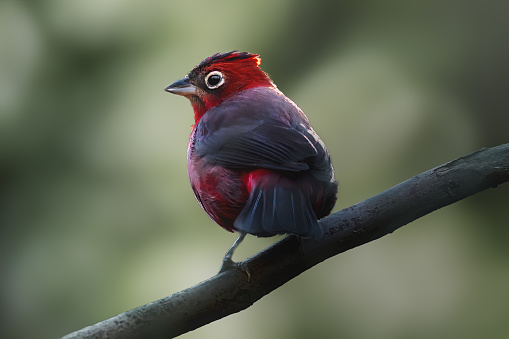 Red Pileated Finch bird (Coryphospingus cucullatus)