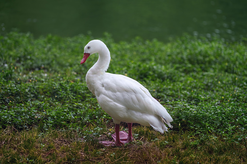 A close up photo of a white mature duck
