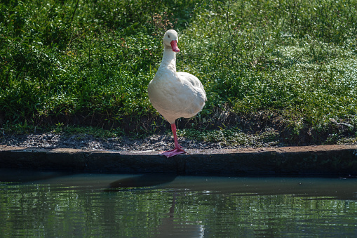 Coscoroba Swan standing on one leg (Coscoroba coscoroba)