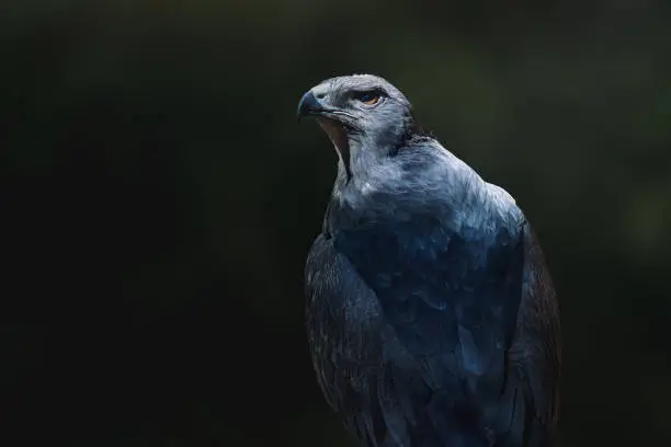 Black-chested Buzzard-eagle (Geranoaetus melanoleucus) - Bird of Prey