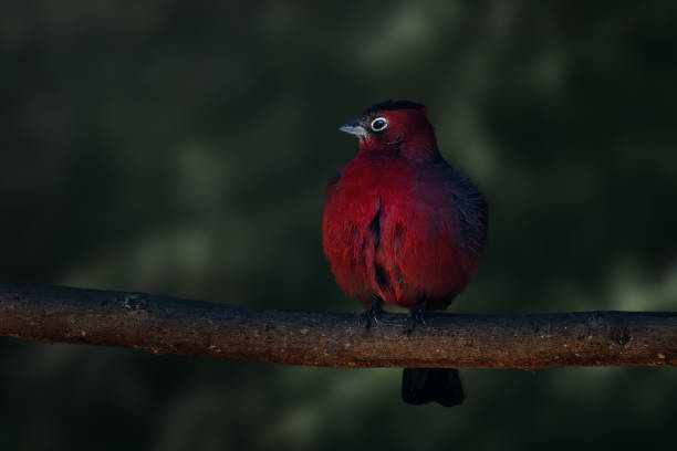 Red Pileated Finch bird (Coryphospingus cucullatus)