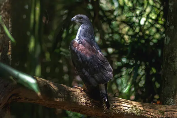 Black-chested Buzzard-eagle (Geranoaetus melanoleucus) - Bird of Prey