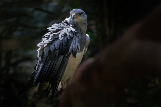 istock Black-chested Buzzard-eagle (Geranoaetus melanoleucus) - Bird of Prey 1877970083