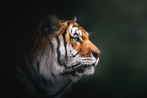 A captive Amur Tiger (Siberian Tiger). Siberian tigers are the largest cats in the world. Panther Tigris Altaica. A game farm in Montana, with animals in natural settings. Edited.