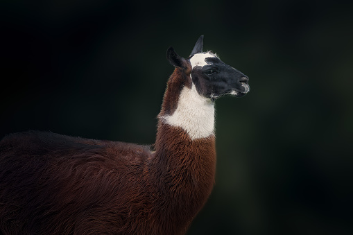 Llama (Lama glama) - South american camelid