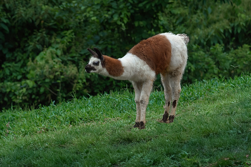 Young Llama (Lama glama) - South american camelid