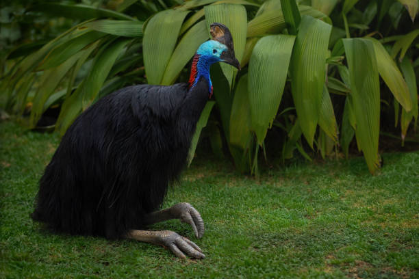 istock Beautiful Southern Cassowary (Casuarius casuarius) 1877974237