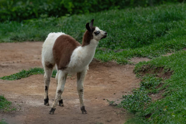 istock Young Llama (Lama glama) - South american camelid 1877974238