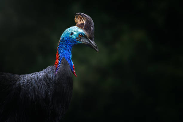 Beautiful Southern Cassowary portrait (Casuarius casuarius)
