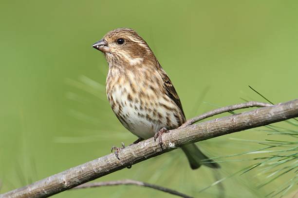 istock Purple Finch (Carpodacus purpureus) 187797445