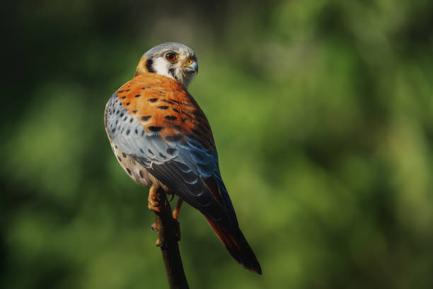 istock American Kestrel (Falco sparverius) - Bird of Prey 1877975276